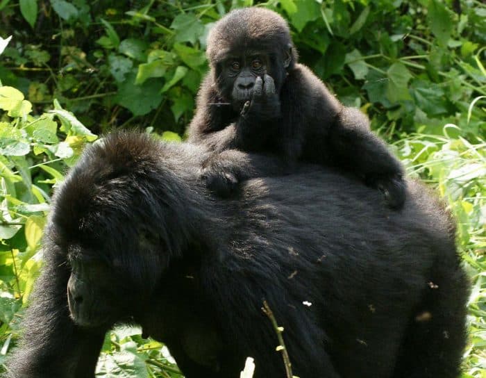 Gorillas_in_Uganda